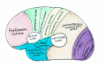 Fig 12. Cortical areas human cortex
