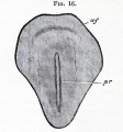 Fig. 16. Surface view of the area pellucida after the formation of the primitive groove.