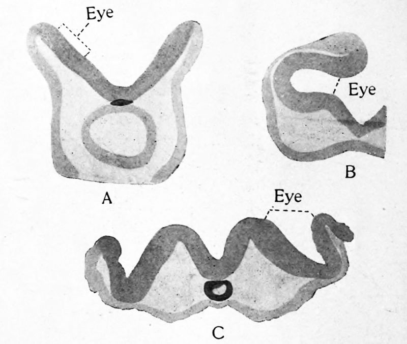 Transverse sections through the region of the optic vesicles in selachian, avian and mammalian embryos