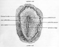Fig. 8. Dorsal view of entire chick embryo in the primitive streak stage