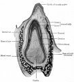 Longitudinal section of a developing tooth of a new-born puppy