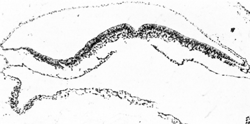File:GladstoneHamilton1941 text-fig04.jpg