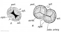 Fig 200. The origin of the semilunar valves.