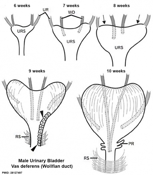 File:Male vas deferens and bladder week6to10.jpg