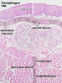 Oesophagus histology 07.jpg