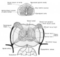 Development of the spinal cord of the frog Spinal cord of the 7 mm larva