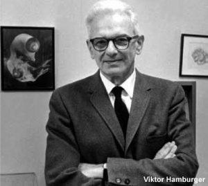 Viktor Hamburger (1900 – 2001)