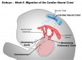 Cardiac Neural Crest Migration