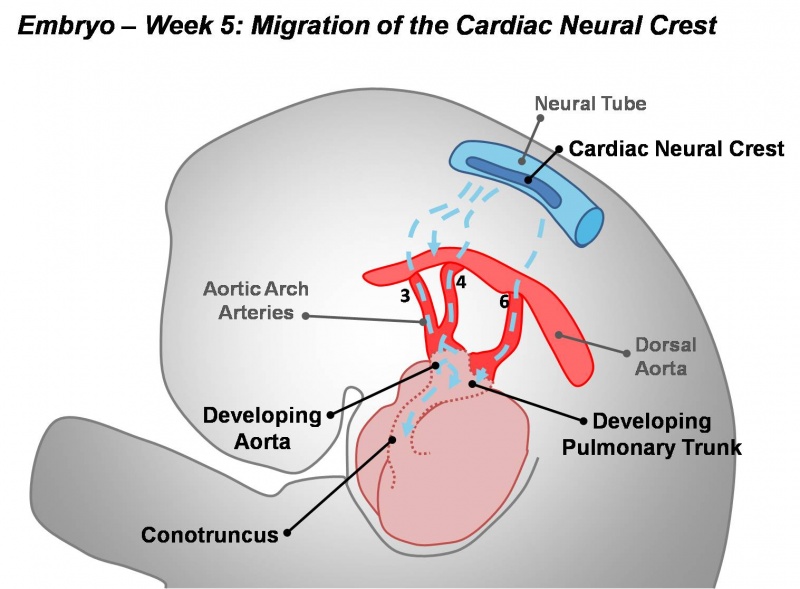 File:Cardiac Neural Crest Migration.jpg