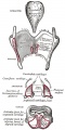 950 Cartilages of the larynx