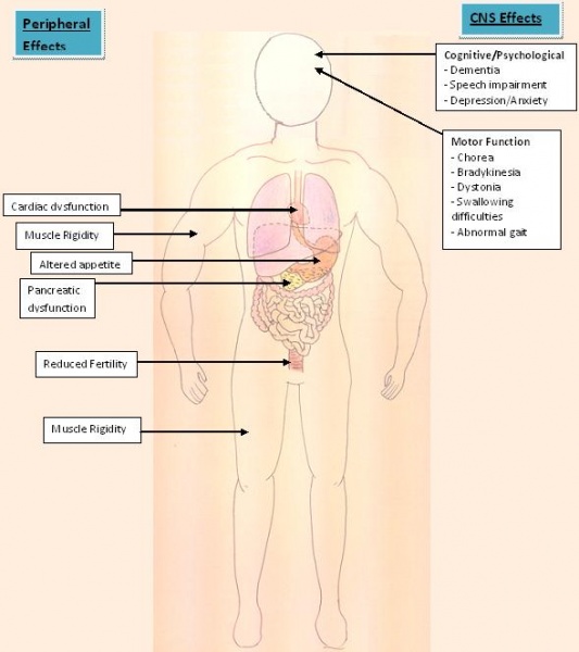 File:Peripheral and Central Nervous System impairment in Huntington's Disease..JPG