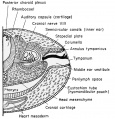 Parts of the middle and inner ear of the frog, schematized drawing.