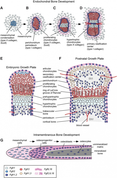 File:FGF and FGFR expression patterns during endochondral and intramembranous bone development.jpeg