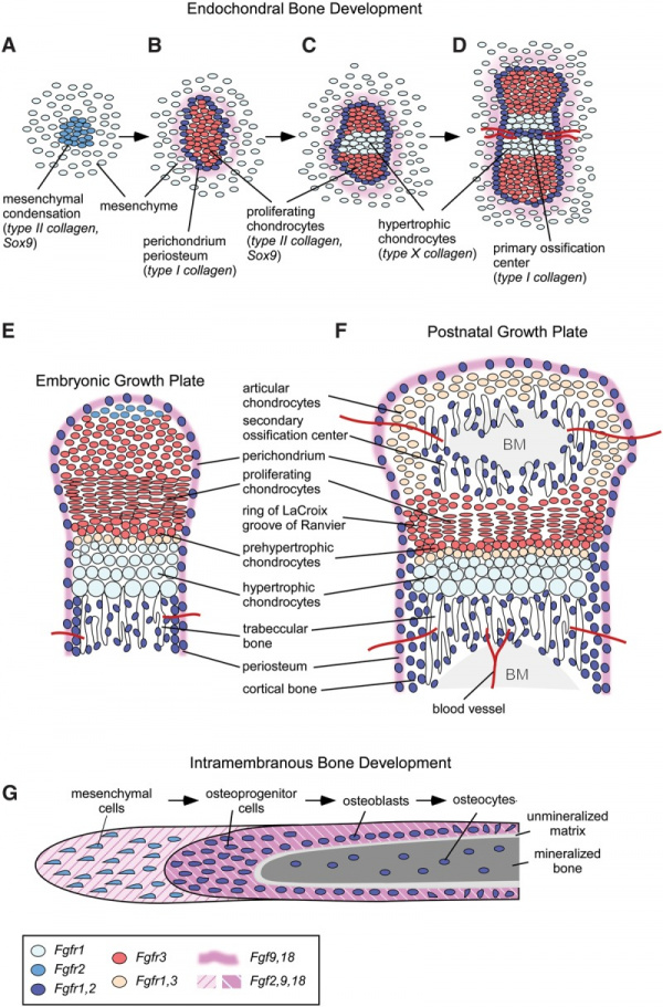 FGF and FGFR expression patterns during endochondral and intramembranous bone development.jpeg
