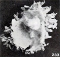 Fig. 233. A portion of same specimen, showing the somewhat more than normally bulbous and rather matted villi. X2.67.