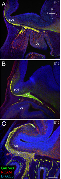 Mouse-olfactory nerve pathway development.jpg