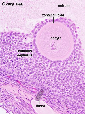Antral Follicle and Oocyte