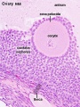 Ovary histology (monkey) showing the secondary follicle
