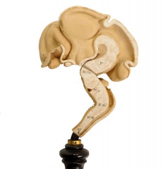 Category:Ziegler Model - Embryology