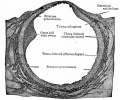 Fig. 14. From section of human ovary, showing mature Graafian follicle ready to rupture