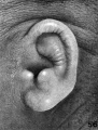 Fig. 56. Embryo No. 1782, 135.6 mm.