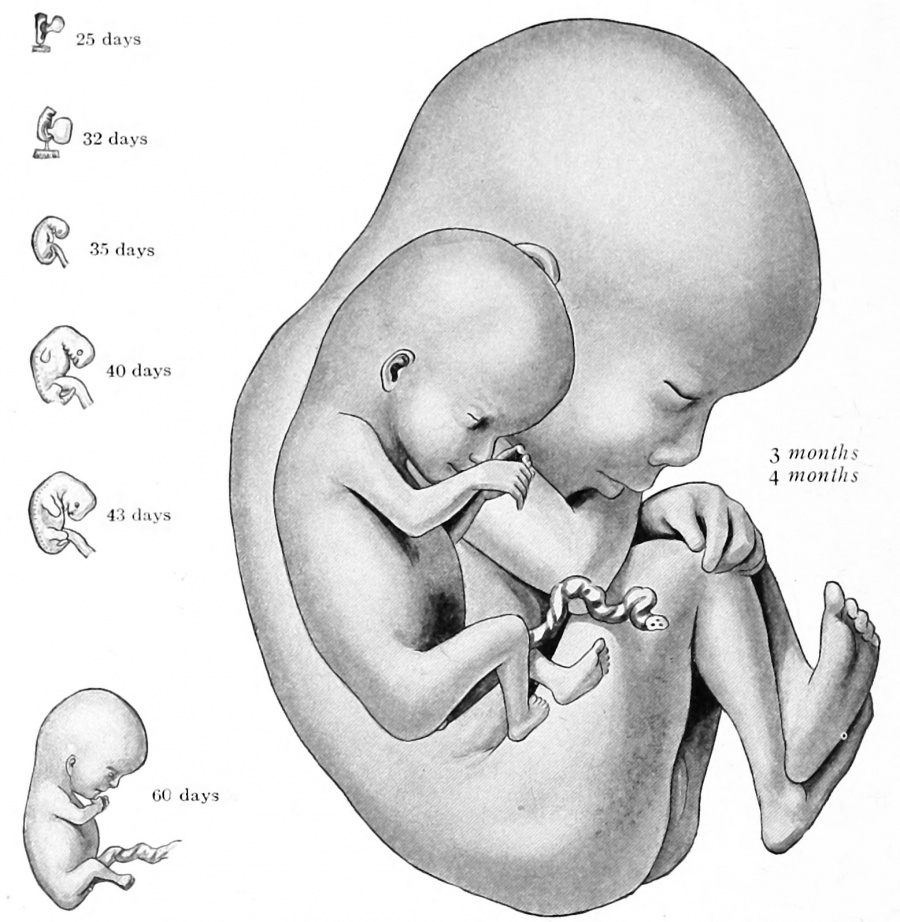 Book - Developmental Anatomy 1924-4 - Embryology