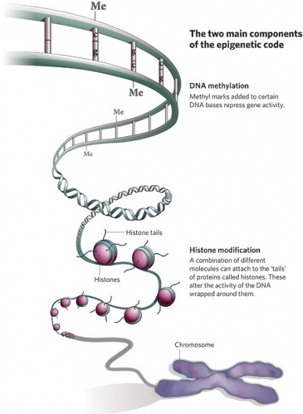 File:Epigenetics cartoon.jpg