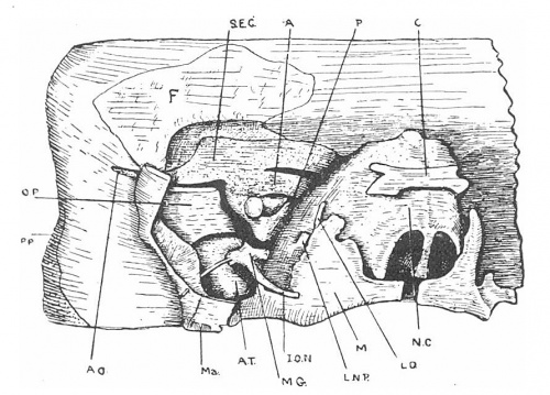alt = Fig. 1. Part of the reconstructed head of the Bryce 30-mm. embryo as seen from the front and left side.