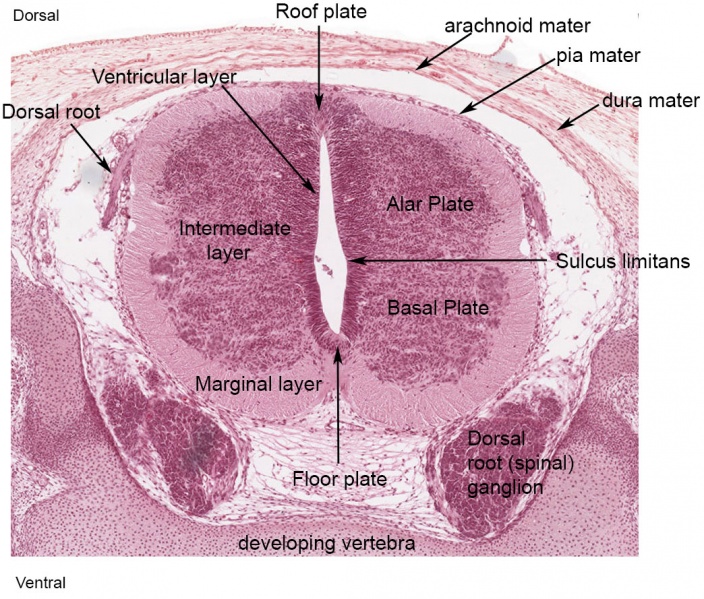 File:Human Stage22 spinal cord02.jpg