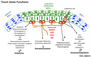 Integumentary touch dome functions.jpg