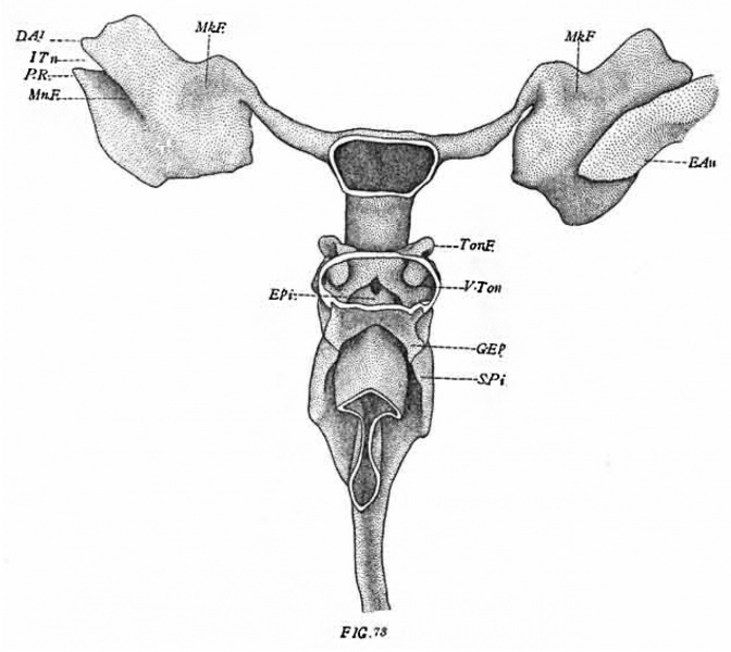 File:Fox1908 fig73.jpg