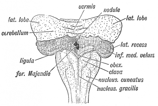 Fig. 88 Diagram of the Cerebellum and of the Attachments of the Inferior Medullary Velum at the end of the 3rd month of development