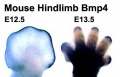Mouse hindlimb buds Bmp4 expression