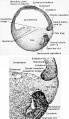 Gastrulation and mesoderm formation