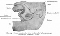 Fig. 324