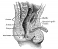 male bladder