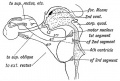 Fig. 152. Diagram of the Motor Nerves of the Muscles of the Eye derived from the 1st, 2nd, and 3rd Cephalic Segments.