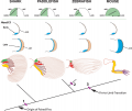 Digit origin - Tree shows phylogenetic relationships of shark, paddlefish, zebrafish and mouse.