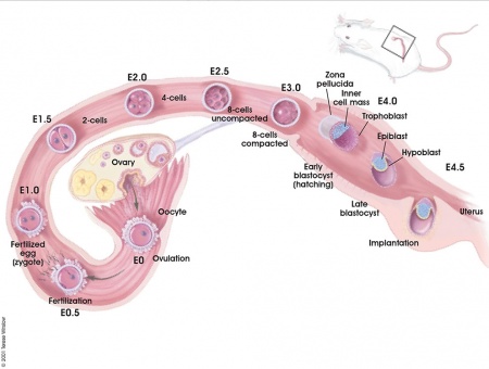 Mouse Development - Embryology