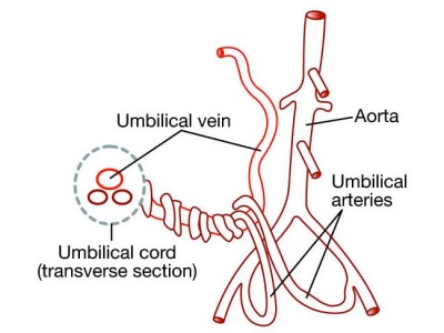 Umbilical artery embryology