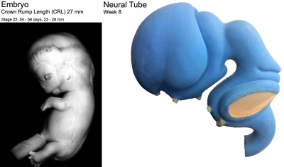 Stage22 embryo and brain 01.jpg