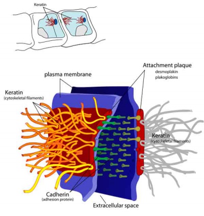 Desmosome 01.jpg