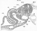 Fig. 43. Transverse section through the trunk of a duck embryo with about twenty-four mesoblastic somites.