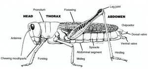 Grasshopper Development - Embryology