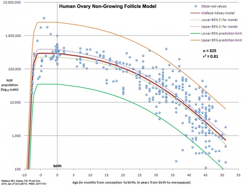 File:Human ovary non-growing follicle model 02.jpg