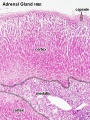 Adrenal - Cortex and Medulla