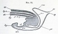 Fig. 11. Longitudinal section posterior end at time of allantois formation.