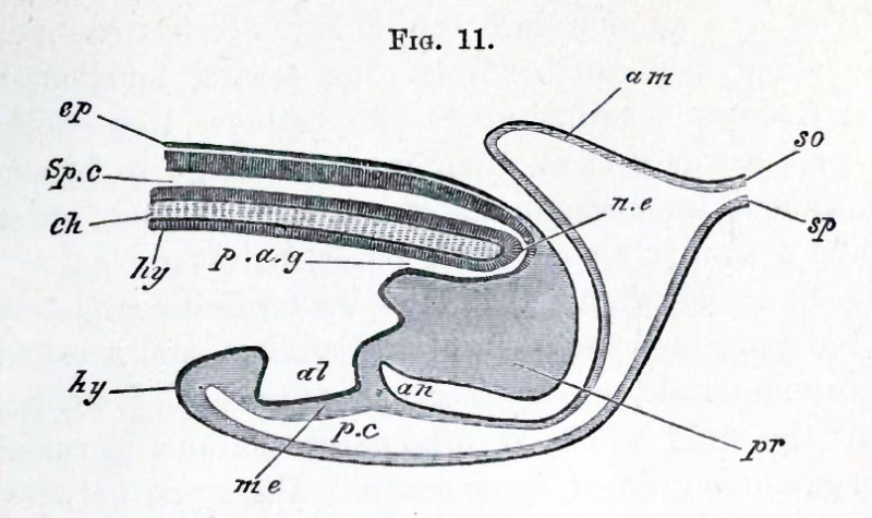 Fig. 11. Diagrammatic longitudinal section through the posterior end of an embryo bird, at the time of the formation of the allantois.