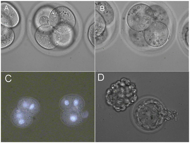 Fusion of two pairs of blastomeres inside 4-cell embryos.png
