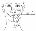 48 Diagram showing the regions of the adult face and neck related to the fronto-nasal process and the branchial arches